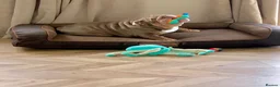 English Bulldog dogs for sale: English bulldog  - Advert 6