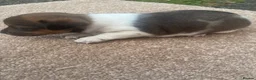 Jack Russell dogs for sale: Jack russel puppies  - Advert 12