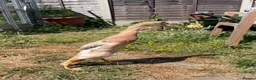 Ducks poultry for sale: Show line Indian Runner Drakes - Advert 4