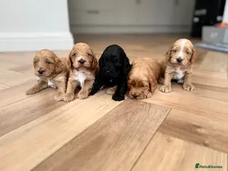 Cockapoo dogs F1 show line cockapoo puppies - Advert 16