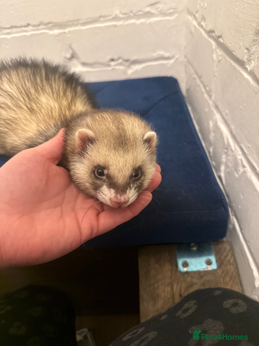 Ferret rodents for sale: X2 bonded brother ferret super tame  - Advert 2