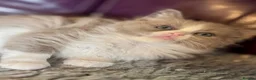 Ragdoll cats for sale: Full pedigree registered tica mink/sepia babies  - Advert 5