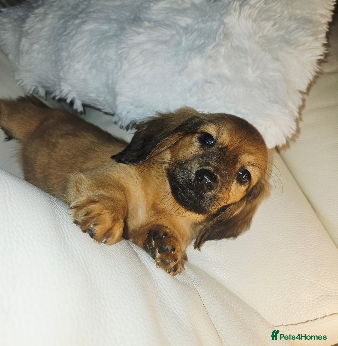 Miniature Dachshund dogs for sale: Longhaired Miniature Dachshund  - Advert 5