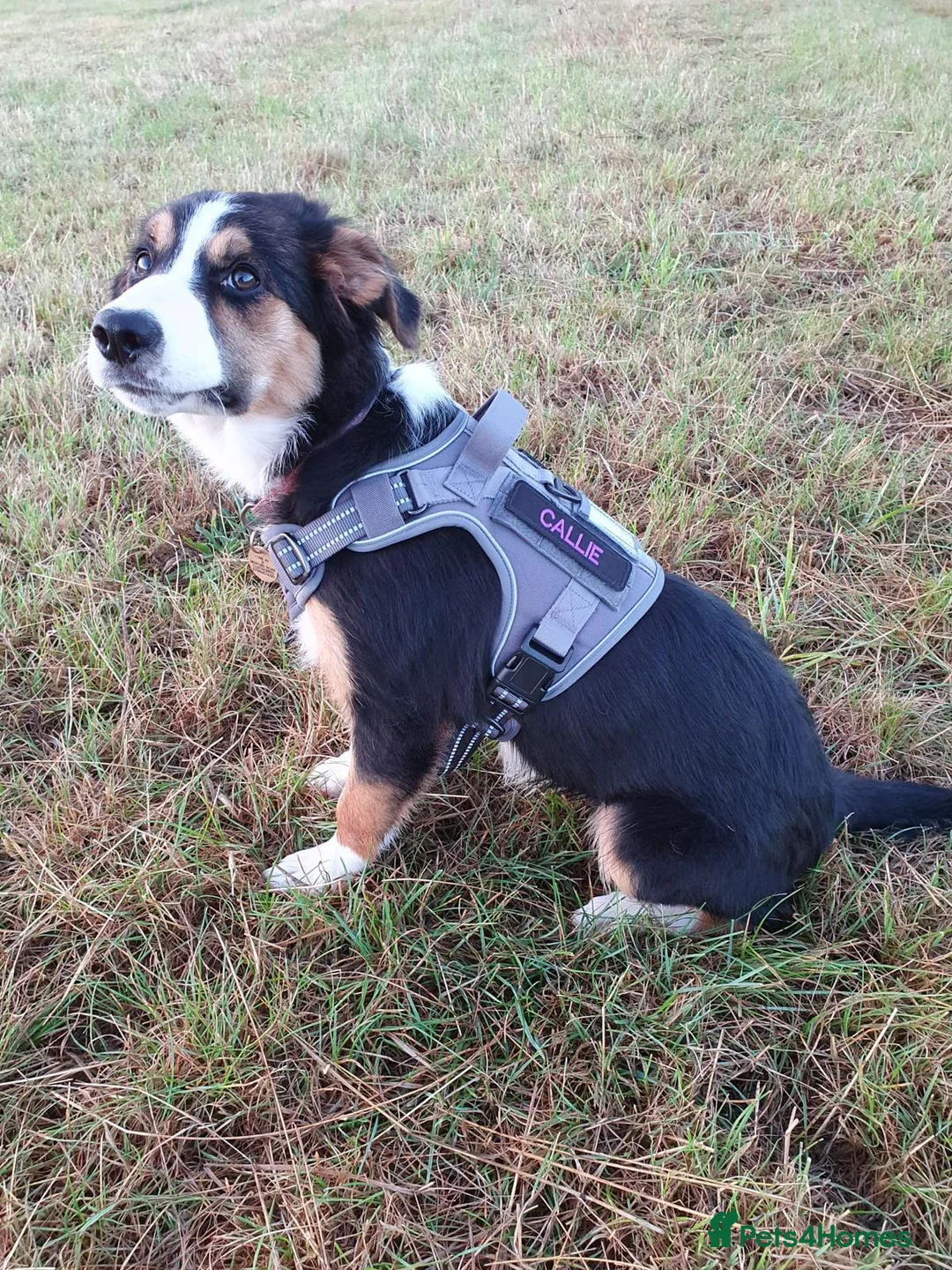 Border Collie dogs for stud: *proven* health tested working merle border collie in Leeds - Advert 40