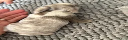 Mini Lop rabbits for sale: Please Meet Our Gorgeous Trio of Mini Lops - Advert 6