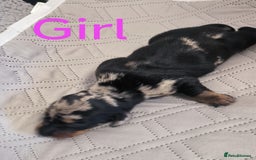 Dachshund dogs for sale: Miniature smooth hair dachshund  - Image 12