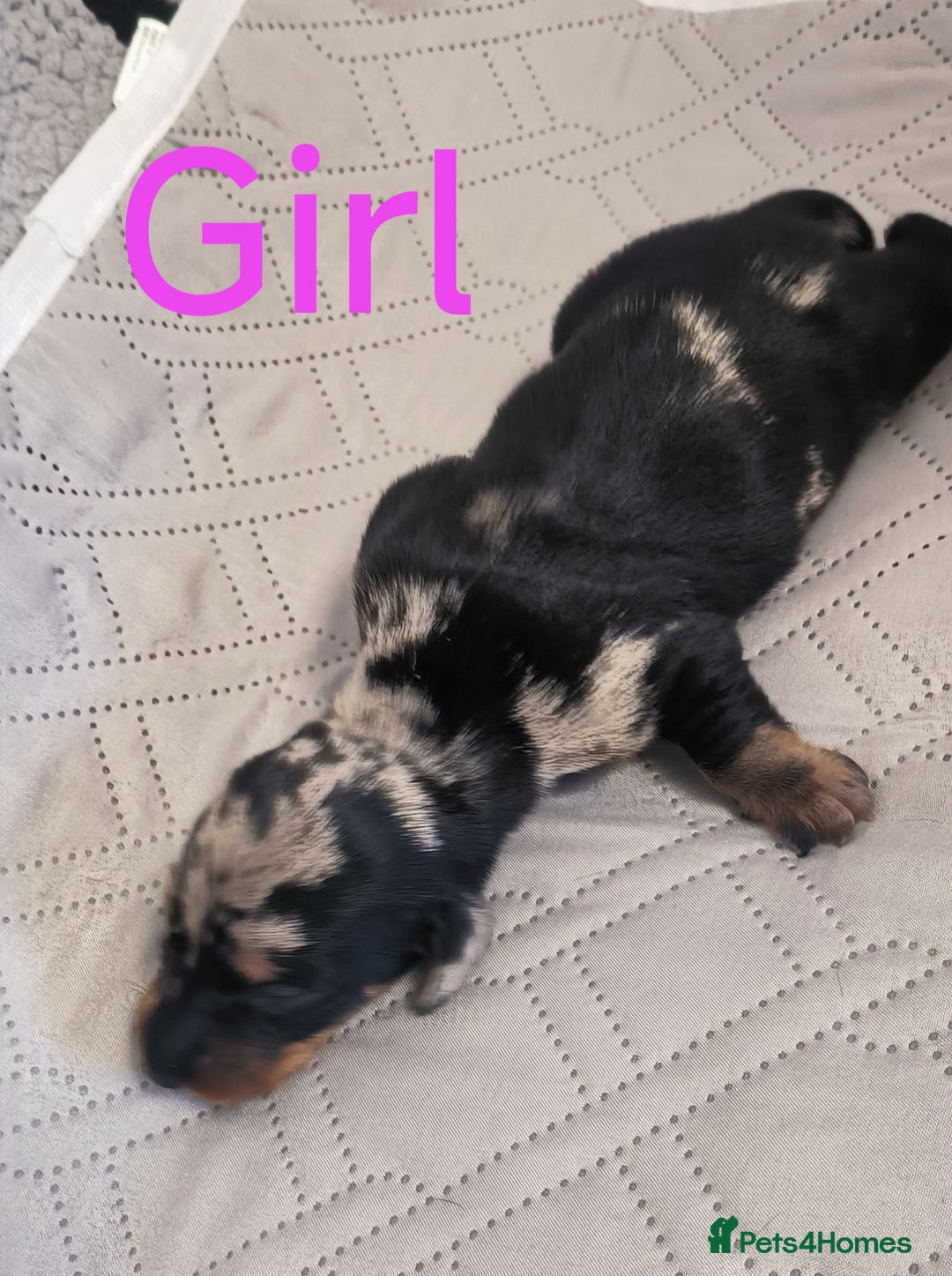 Dachshund dogs for sale: Miniature smooth hair dachshund  - Image 12