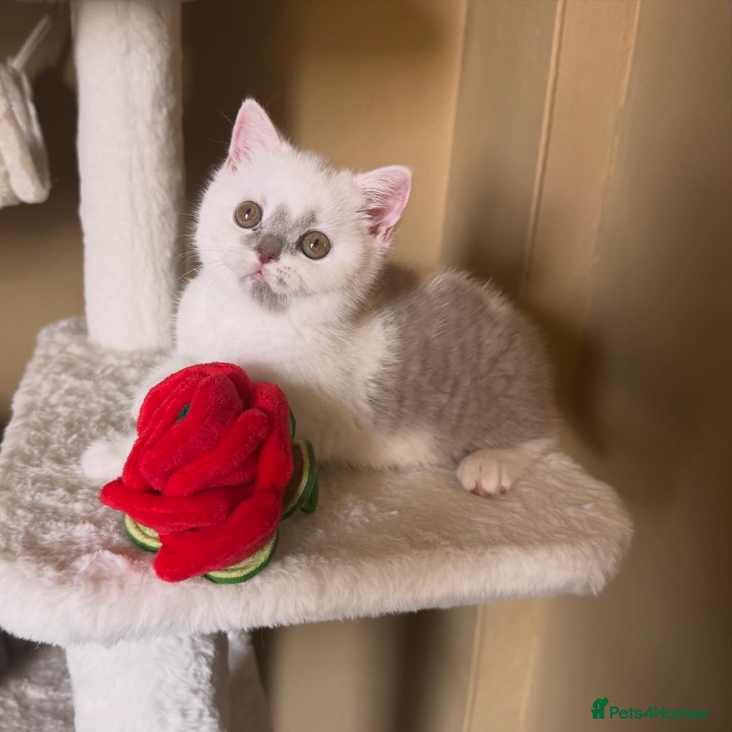 British Shorthair cats Tica reg lilac and white bsh  - Advert 16