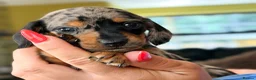 Miniature Dachshund dogs for sale: 🌸Special puppies for Special Peoples 🌸 - Advert 4