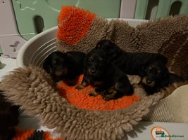 Miniature Dachshund dogs Last KC reg mini longhaired boy available - Advert 13