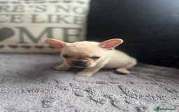 French Bulldog dogs for sale: French bulldog puppies  - Image 5