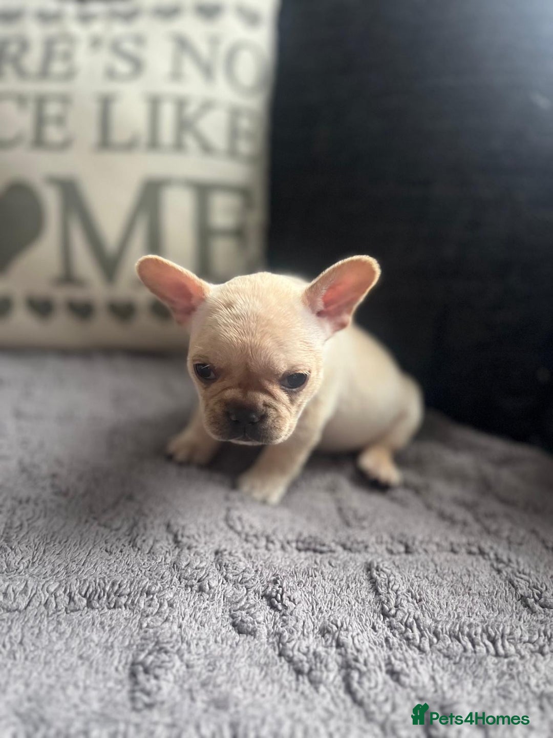 French Bulldog dogs for sale: French bulldog puppies  - Image 5