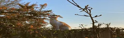 Domestic Shorthair cats for sale: Beautiful Ginger and White Shorthair 6 years old  - Advert 5