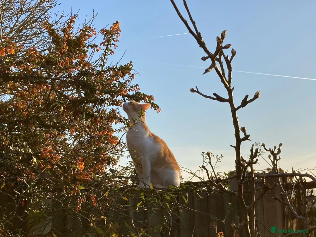 Domestic Shorthair cats for sale: Beautiful Ginger and White Shorthair 6 years old  - Advert 5