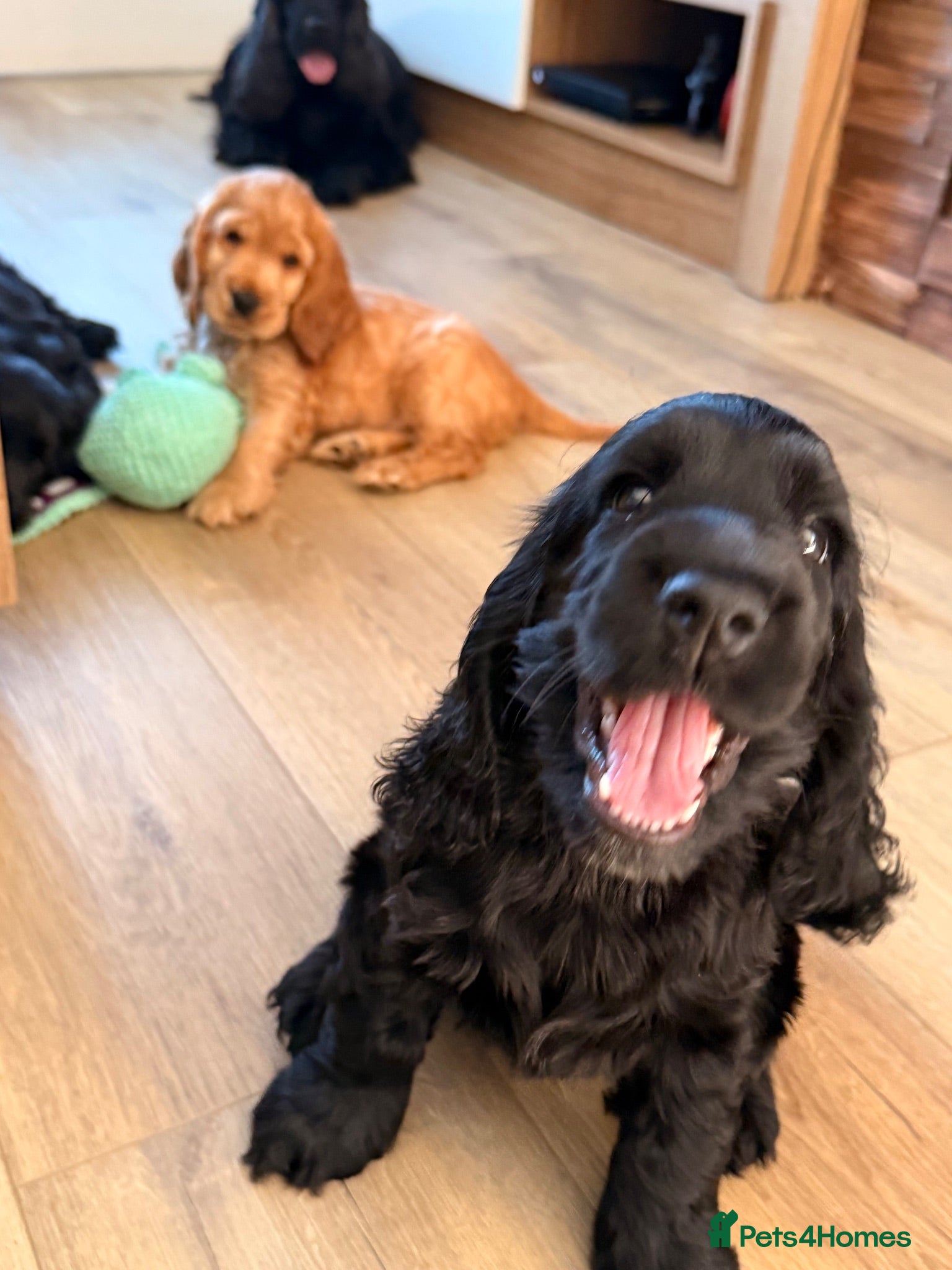 Cocker Spaniel dogs KC Registered Show Cocker Spaniel Puppies  - Advert 2