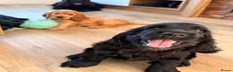 Cocker Spaniel dogs for sale: 🐾 1 LITTLE BOY LEFT KC Registered Show Cocker 🐾  - Advert 14