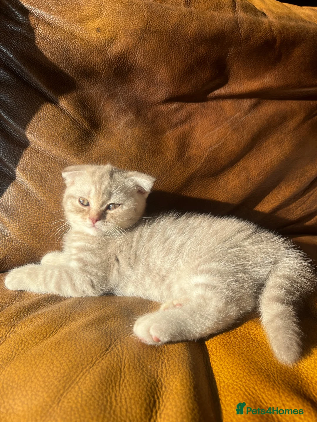 Scottish Fold cats for sale: ✨ Beautiful TICA babies Fold & Straight ✨  - Advert 27