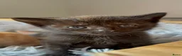 Mixed Breed cats for sale: Kittens for sale - Advert 21