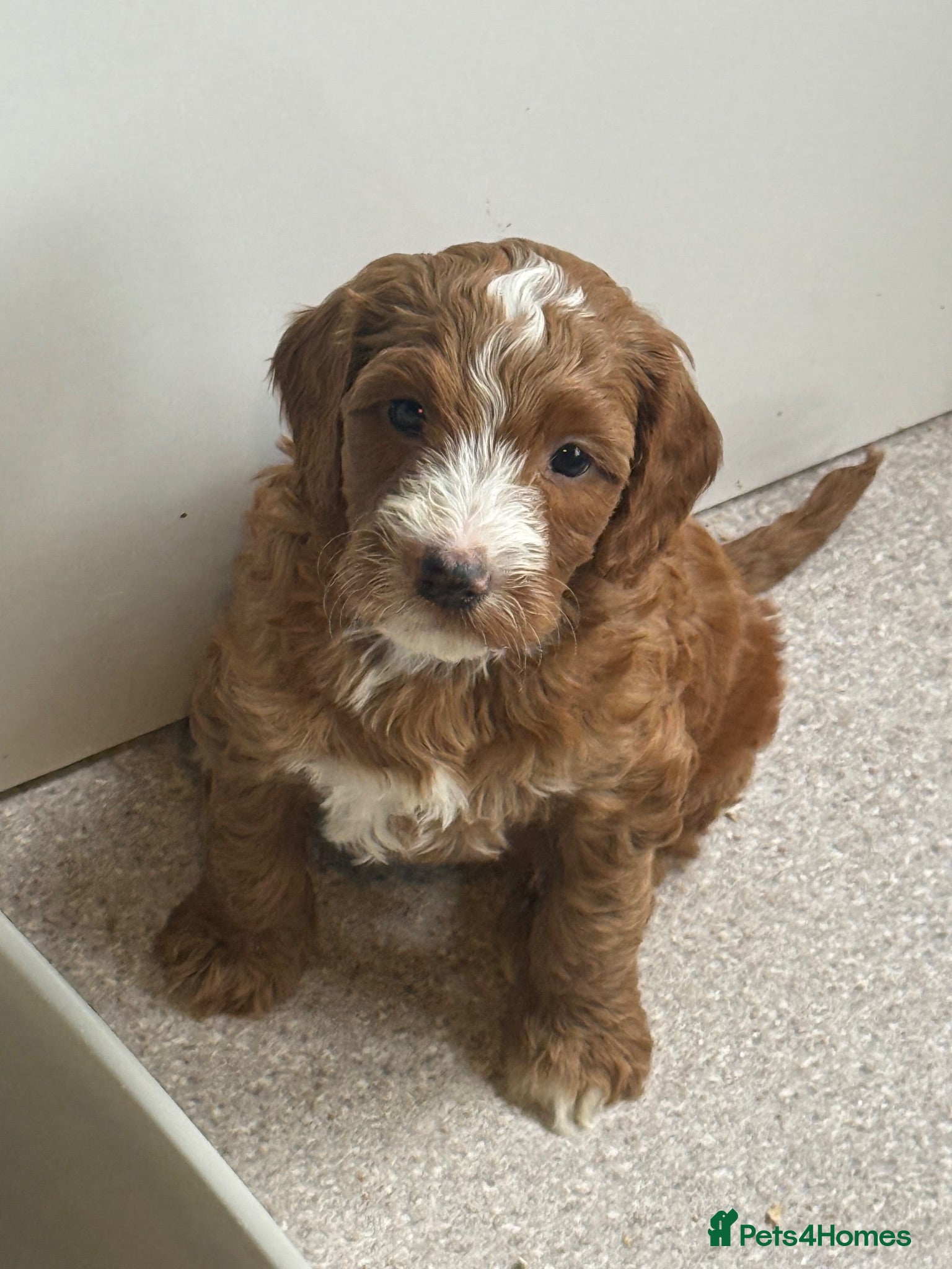 Australian Labradoodle dogs READY NOW! Therapy Aus x Irish dood multi gen mix  - Advert 1