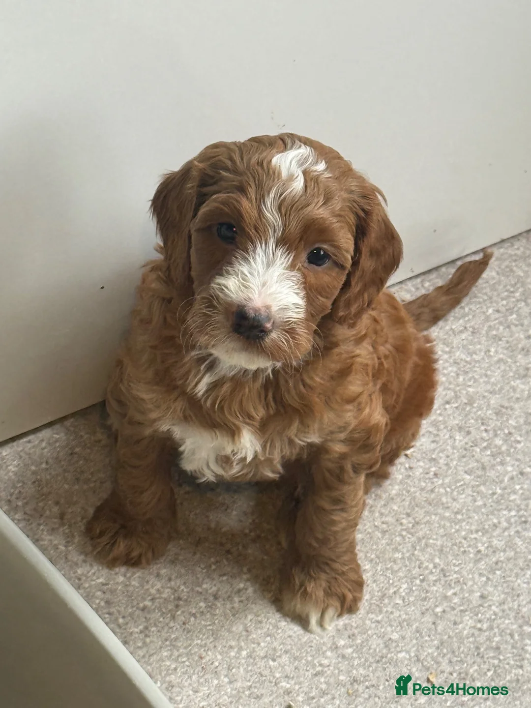 Australian Labradoodle dogs for sale: Therapy Aus x Irish dood multi gen mix  - Advert 1