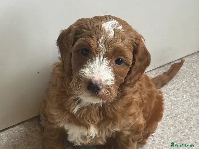 Australian Labradoodle dogs for sale: Therapy Aus x Irish dood multi gen mix - Advert 1
