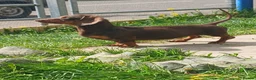 Dachshund dogs for sale: Near 1 year old female dachshund  - Advert 1