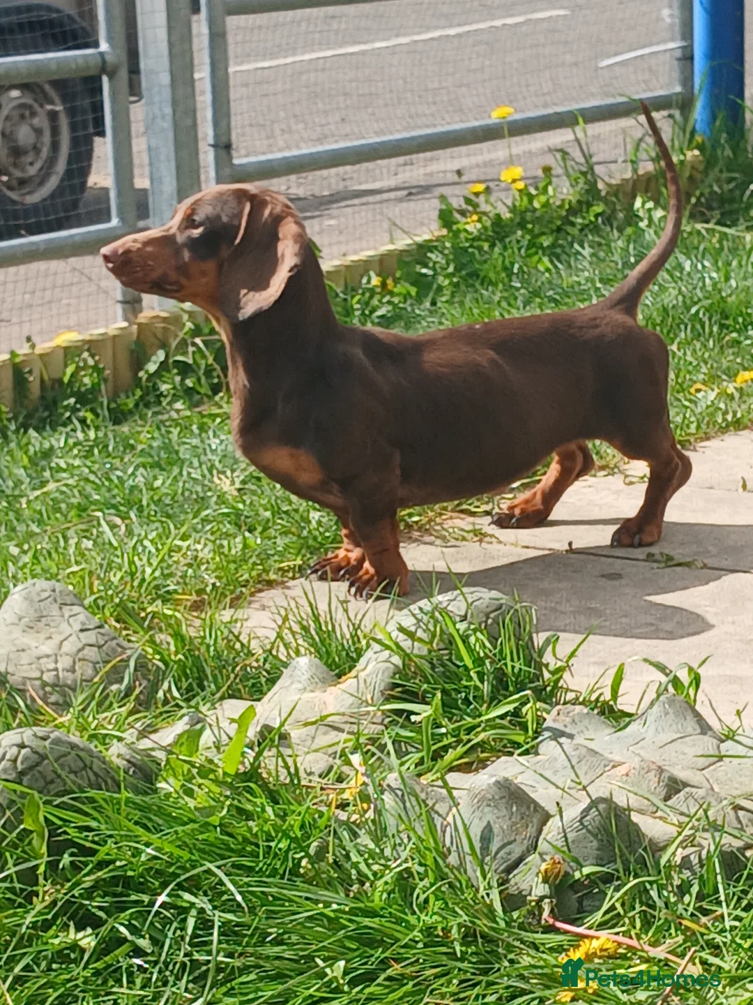 Dachshund dogs for sale: Near 1 year old female dachshund  - Advert 1