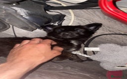Mixed Breed dogs for sale: German shepherd x Dutch shepherd  - Image 4
