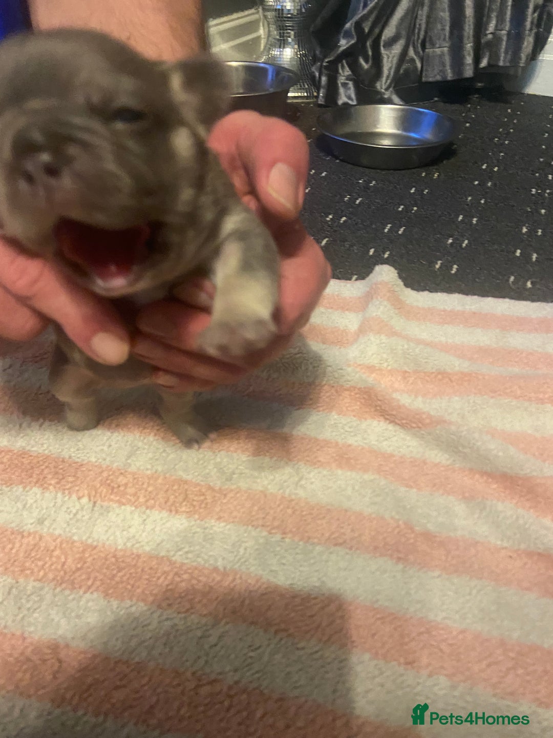 Mixed Breed dogs for sale: French bulldog/English bulldog - Advert 26