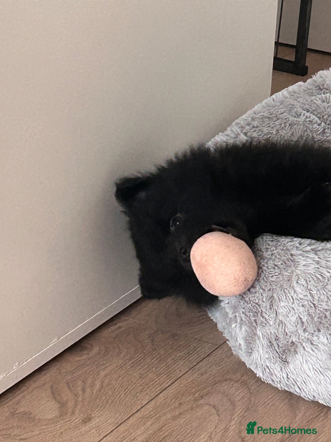 Pomeranian dogs for sale: Pomeranians - ONLY BLACK BOY LEFT - Advert 7