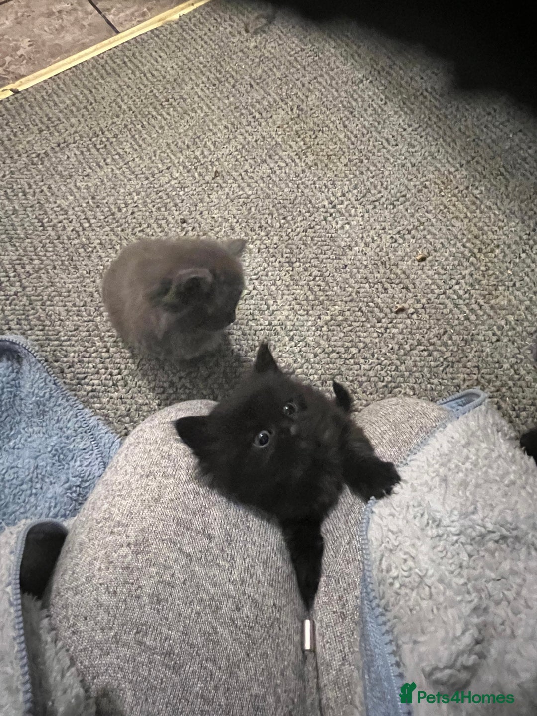 Mixed Breed cats for sale: Very friendly beautiful fluffy kittens  - Image 22