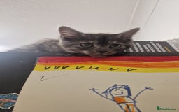 Maine Coon cats for sale: Kittens - Image 2