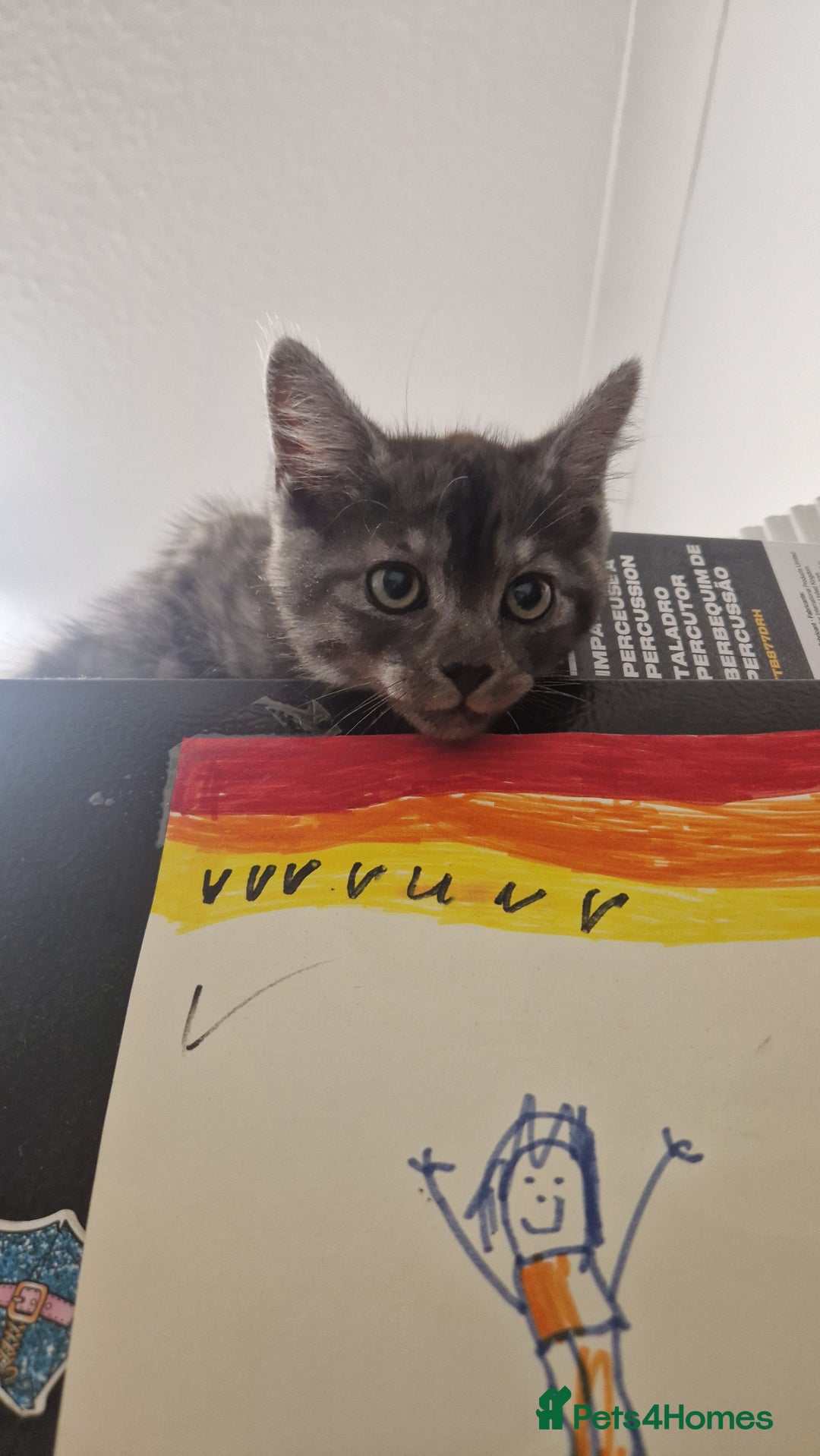 Maine Coon cats for sale: Kittens - Image 2