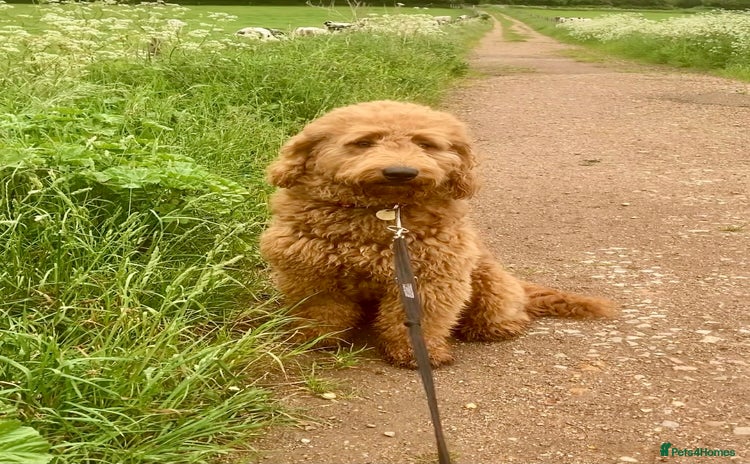 Mini Goldendoodle dogs Jeremiah Red Bear  - Advert 1