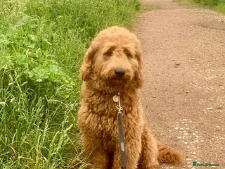 Mini Goldendoodle dogs Jeremiah Red Bear - Advert 1