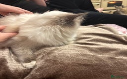 Ragdoll cats for sale: Ragdoll Kittens - Image 8