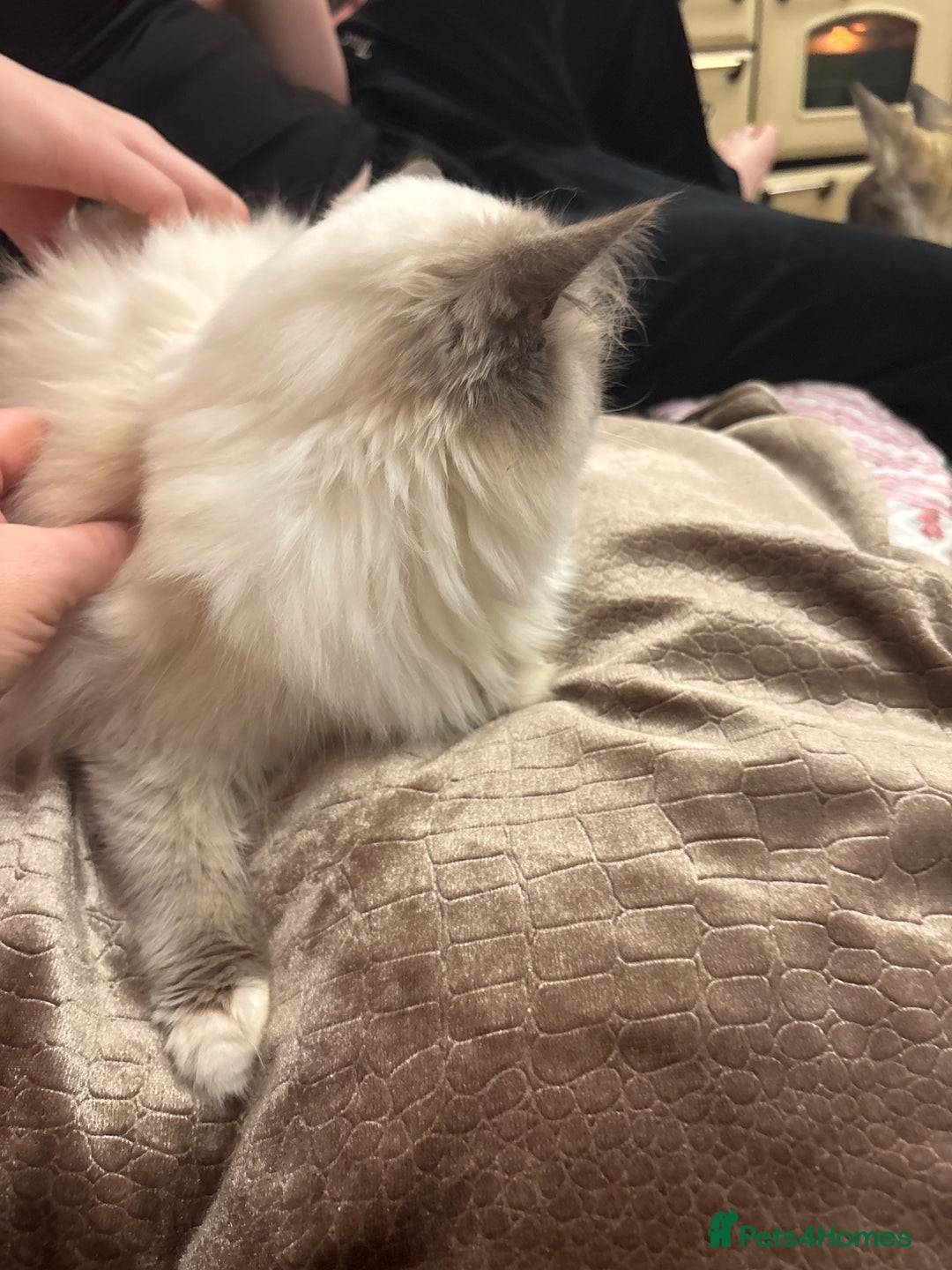 Ragdoll cats for sale: Ragdoll Kittens - Image 8