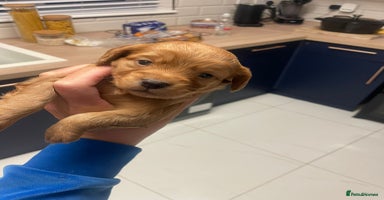 Cockapoo dogs - Advert 1