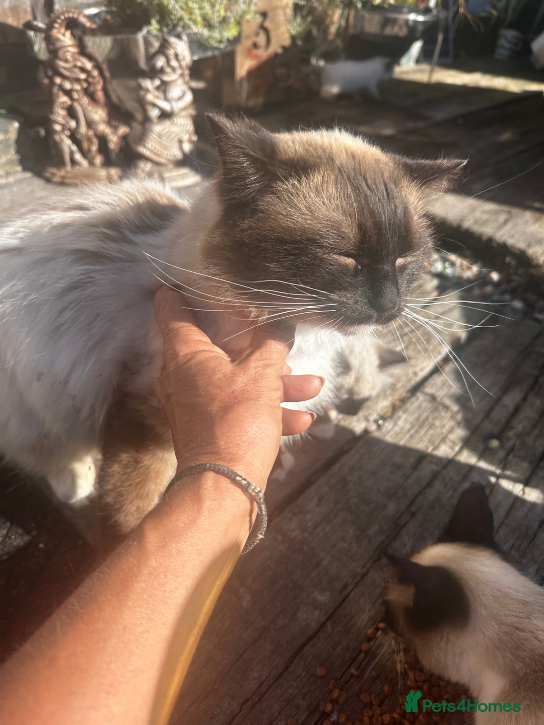 Ragdoll cats for sale: Ragdollhad the best start  - Image 12