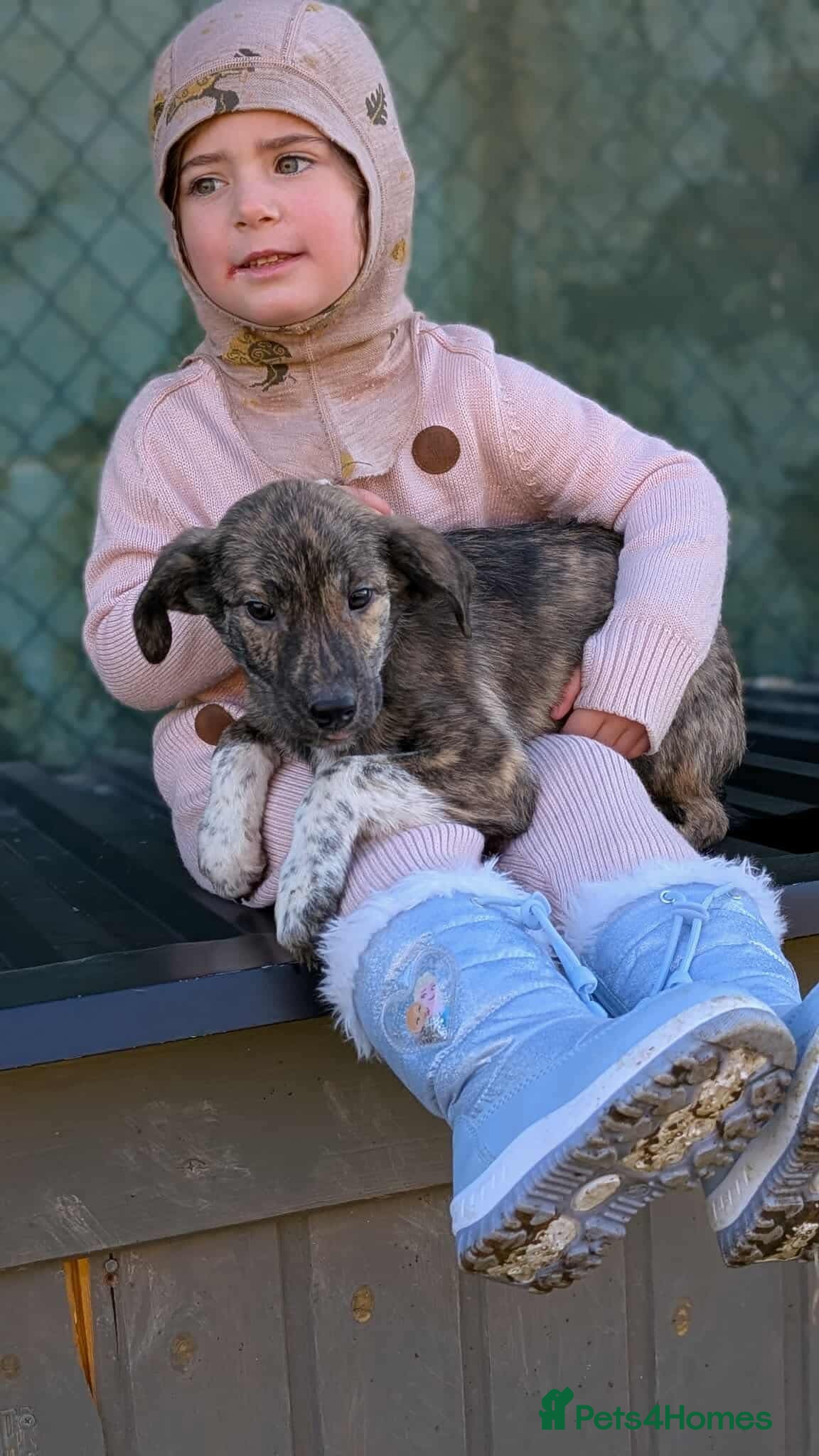 Mixed Breed dogs Tilly for adoption - Advert 1