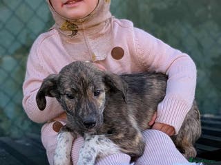 Mixed Breed dogs Tilly for adoption - Advert 1