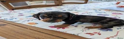 Dachshund dogs for sale: Dachshund  in King's Lynn - Advert 1