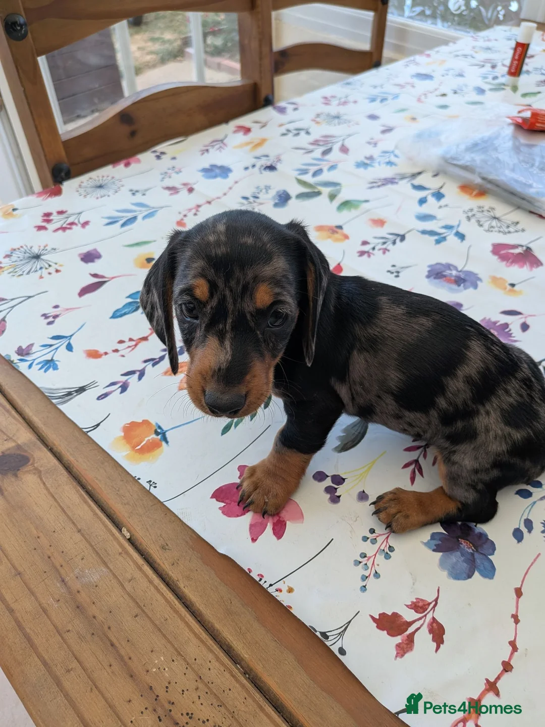 Dachshund dogs for sale: Dachshund  in King's Lynn - Advert 1