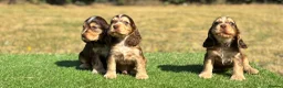 Cocker Spaniel dogs for sale: Beautiful litter of qauilty show type cockers  - Advert 14