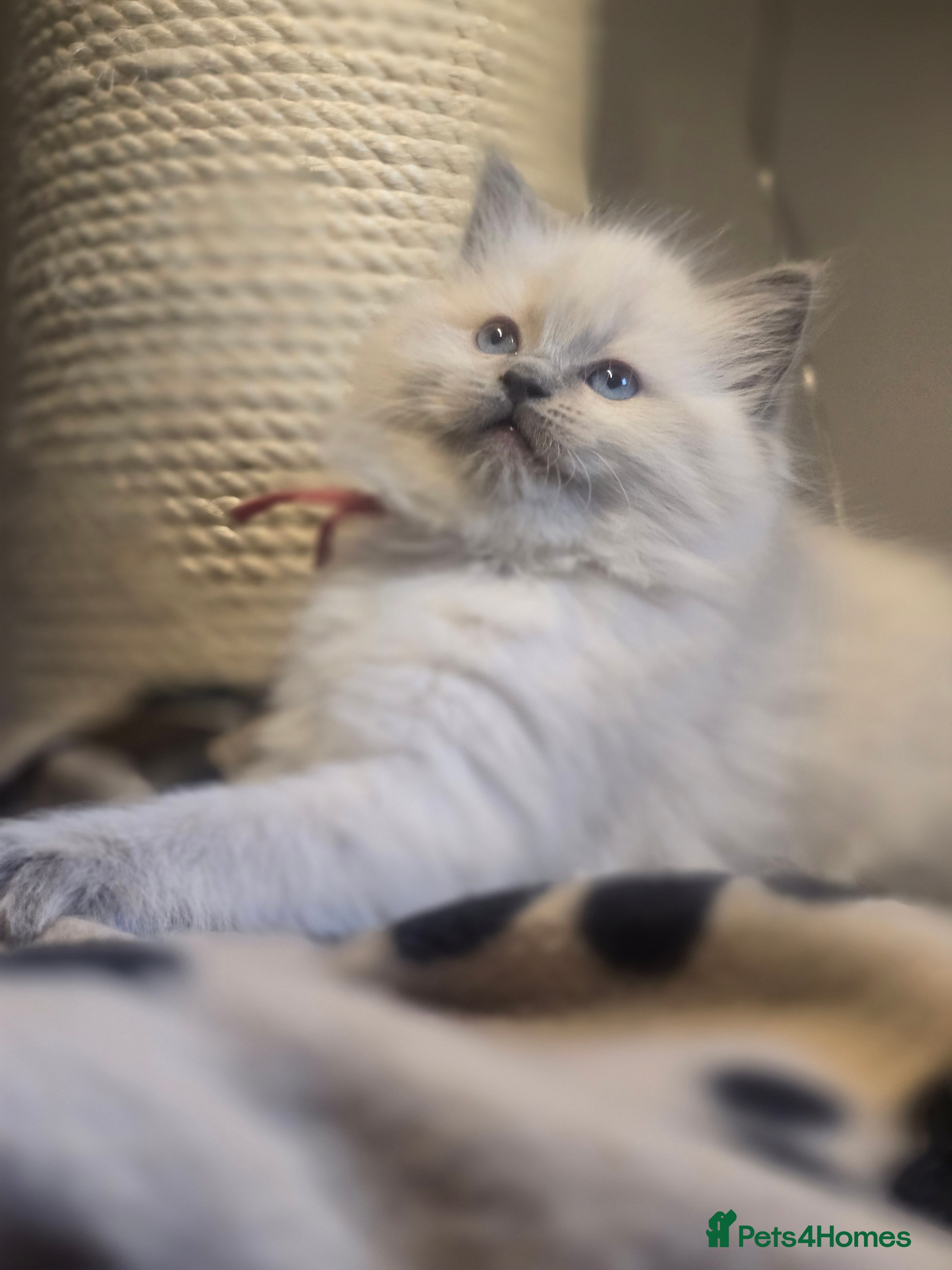 Ragdoll cats Precious GCCF Registered Ragdoll Kittens - 1 Girl - Advert 3