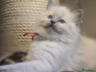 Ragdoll cats Precious GCCF Registered Ragdoll Kittens - 1 Girl - Advert 3