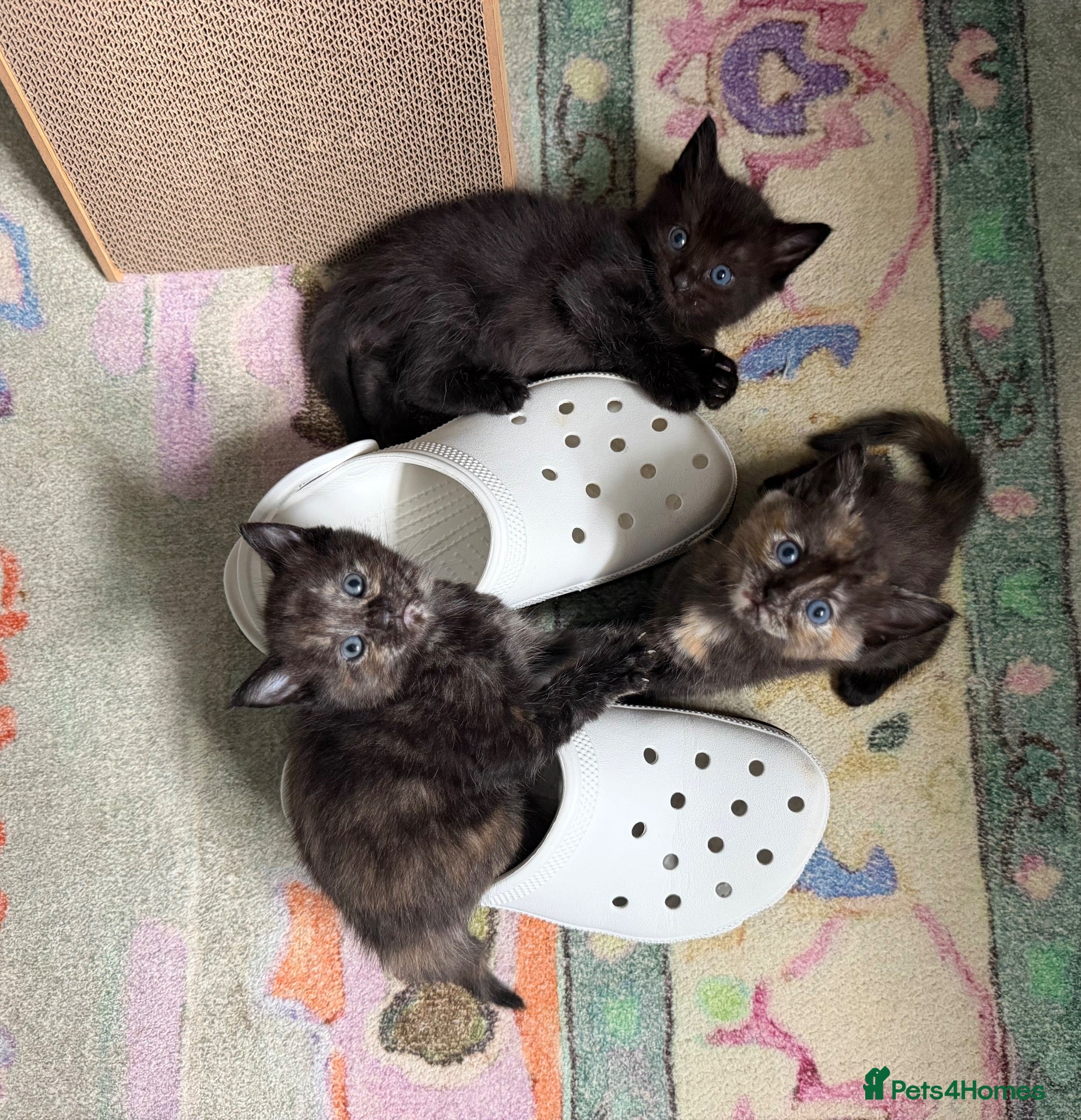 Mixed Breed cats Healthy Fluffy Black Tortie Ragdoll Cross Kittens  - Advert 4