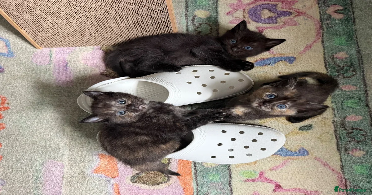 Mixed Breed Kittens for sale in Huddersfield, West Yorkshire | Pets4Homes