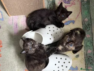 Mixed Breed cats Healthy Fluffy Black Tortie Ragdoll Cross Kittens - Advert 4