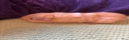 Guinea Pig rodents for sale: Guinea pigs  - Advert 2